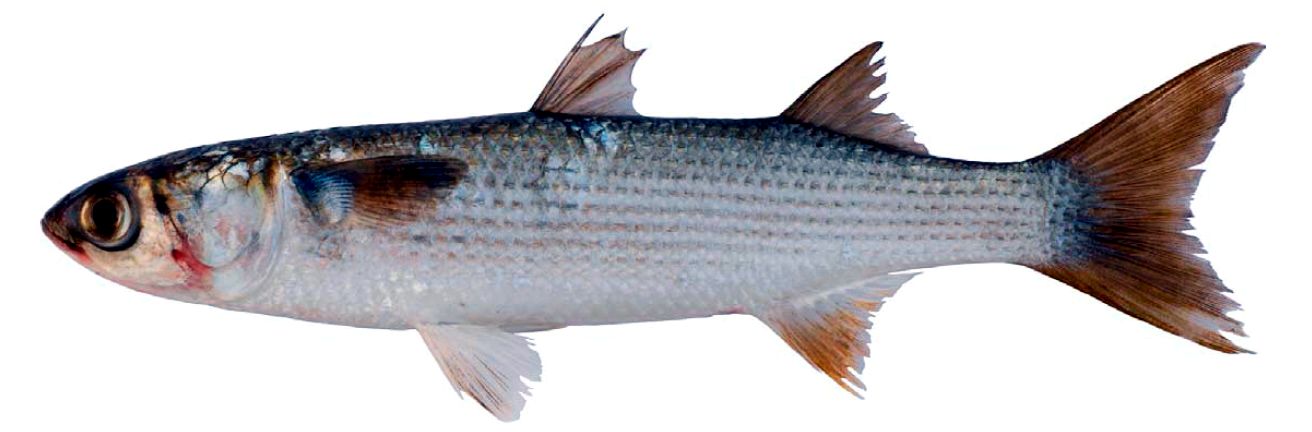 Mugil cephalus_07.jpg
